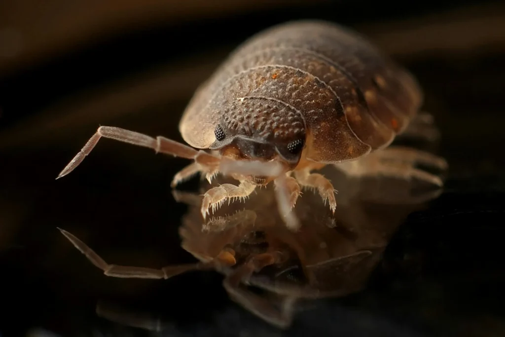 Bed-Bug-Treatment - Penfield Pest Control Pros | Penfield, NY | 585-460-5199
